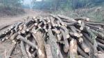 लोकस्ट - लट्ठे