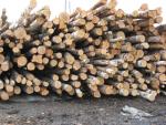 स्प्रूस पल्पवुड़ (विशेषतः कागज़ उत्पादन के लिए प्रयुक्त की जाने वाली लकड़ी) |  सॉफ़्टवुड़ (कॉनिफर - शंकुवृक्षों - से प्राप्त लकड़ी) | लट्ठे | Закупка ООО