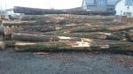 लोकस्ट सॉ लॉग (पेड़ का वह हिस्सा जिसे आराघर में भेजा जाता है) |  हार्डवुड़ (ऐंजिओस्पर्म - फूल देने वाले - पेड़ों से प्राप्त लकड़ी) | लट्ठे | TRANS-WOOD