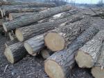 लोकस्ट सॉ लॉग (पेड़ का वह हिस्सा जिसे आराघर में भेजा जाता है) |  हार्डवुड़ (ऐंजिओस्पर्म - फूल देने वाले - पेड़ों से प्राप्त लकड़ी) | लट्ठे | TRANS-WOOD