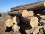 शाहबलूत सॉ लॉग (पेड़ का वह हिस्सा जिसे आराघर में भेजा जाता है) |  हार्डवुड़ (ऐंजिओस्पर्म - फूल देने वाले - पेड़ों से प्राप्त लकड़ी) | लट्ठे | TRANS-WOOD