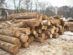 लोकस्ट सॉ लॉग (पेड़ का वह हिस्सा जिसे आराघर में भेजा जाता है) |  हार्डवुड़ (ऐंजिओस्पर्म - फूल देने वाले - पेड़ों से प्राप्त लकड़ी) | लट्ठे | EL-REZ s.r.o.