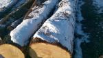 शाहबलूत सॉ लॉग (पेड़ का वह हिस्सा जिसे आराघर में भेजा जाता है) |  हार्डवुड़ (ऐंजिओस्पर्म - फूल देने वाले - पेड़ों से प्राप्त लकड़ी) | लट्ठे | F.U.H.P. RAF-AN