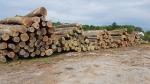 शाहबलूत स्टैंडिंग लॉग |  हार्डवुड़ (ऐंजिओस्पर्म - फूल देने वाले - पेड़ों से प्राप्त लकड़ी) | लट्ठे | 19th-Wood s.r.o.