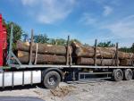 शाहबलूत सॉ लॉग (पेड़ का वह हिस्सा जिसे आराघर में भेजा जाता है) |  हार्डवुड़ (ऐंजिओस्पर्म - फूल देने वाले - पेड़ों से प्राप्त लकड़ी) | लट्ठे | 19th-Wood s.r.o.