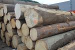 स्प्रूस विनीयर लॉग (विनीयर बनाने के लिए प्रयुक्त किए जाने वाले लट्ठे) |  सॉफ़्टवुड़ (कॉनिफर - शंकुवृक्षों - से प्राप्त लकड़ी) | लट्ठे | Tilia-t,s.r.o