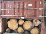 स्प्रूस सॉ लॉग (पेड़ का वह हिस्सा जिसे आराघर में भेजा जाता है) |  सॉफ़्टवुड़ (कॉनिफर - शंकुवृक्षों - से प्राप्त लकड़ी) | लट्ठे | ID INVEST S.R.O.
