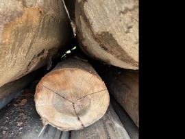 बीचवृक्ष विनीयर लॉग (विनीयर बनाने के लिए प्रयुक्त किए जाने वाले लट्ठे) |  हार्डवुड़ (ऐंजिओस्पर्म - फूल देने वाले - पेड़ों से प्राप्त लकड़ी) | लट्ठे | SF WOOD, s. r. o.