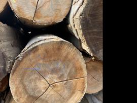 बीचवृक्ष विनीयर लॉग (विनीयर बनाने के लिए प्रयुक्त किए जाने वाले लट्ठे) |  हार्डवुड़ (ऐंजिओस्पर्म - फूल देने वाले - पेड़ों से प्राप्त लकड़ी) | लट्ठे | SF WOOD, s. r. o.