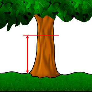 मापन - छाती की ऊंचाई पर व्यास #1