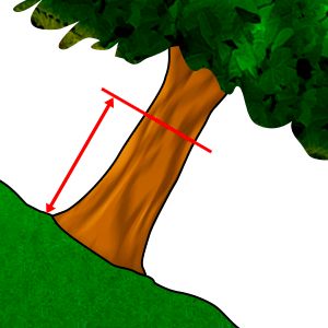 मापन - छाती की ऊंचाई पर व्यास #2